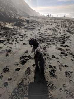 Walking my dog at Fort Funston